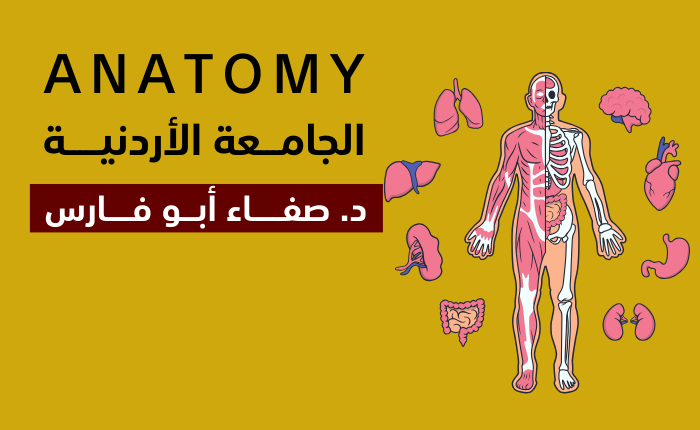 Anatomy